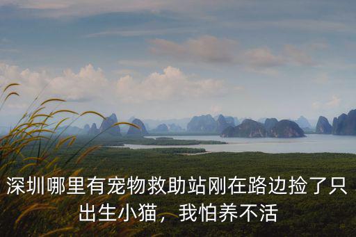 深圳貓收容所在哪里,深圳哪里有寵物救助站