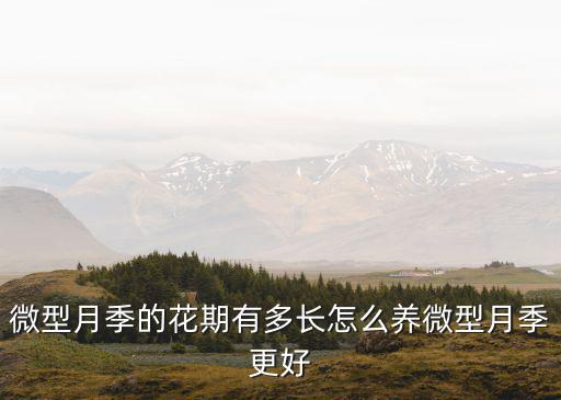 臨沂微型月季花要多少錢,微型月季的花期有多長