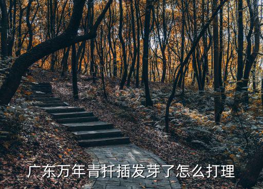 廣東萬年青扦插發(fā)芽了怎么打理