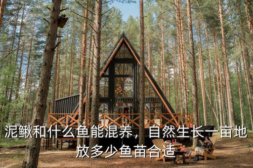 山東一畝地放多少尾泥鰍苗,養殖泥鰍要投資多少錢