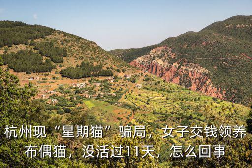 杭州現“星期貓”騙局，女子交錢領養布偶貓，沒活過11天，怎么回事