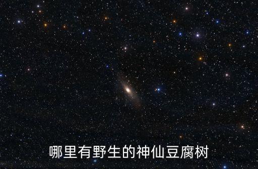 哪里有野生的神仙豆腐樹