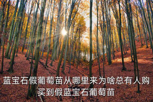 東莞哪里有賣藍寶石葡萄苗,國內(nèi)哪里有紅寶石葡萄苗