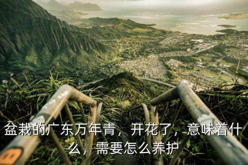 盆栽的廣東萬年青，開花了，意味著什么，需要怎么養(yǎng)護(hù)