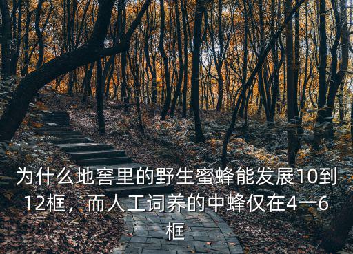 為什么地窖里的野生蜜蜂能發(fā)展10到12框，而人工詞養(yǎng)的中蜂僅在4一6框