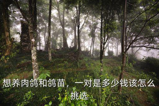 想養肉鴿和鴿苗，一對是多少錢該怎么挑選