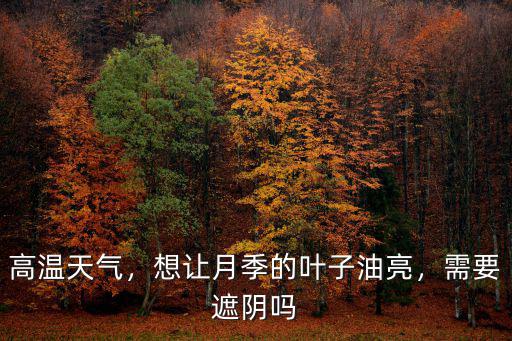 高溫天氣，想讓月季的葉子油亮，需要遮陰嗎