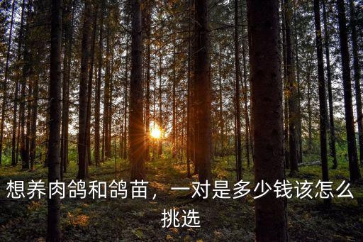想養肉鴿和鴿苗，一對是多少錢該怎么挑選