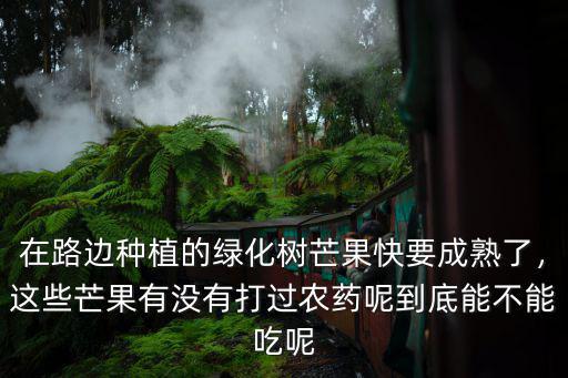 在路邊種植的綠化樹芒果快要成熟了，這些芒果有沒有打過農藥呢到底能不能吃呢