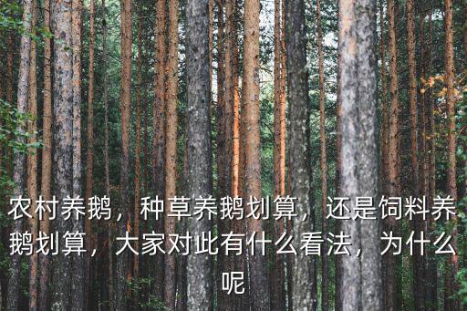 農(nóng)村養(yǎng)鵝，種草養(yǎng)鵝劃算，還是飼料養(yǎng)鵝劃算，大家對此有什么看法，為什么呢