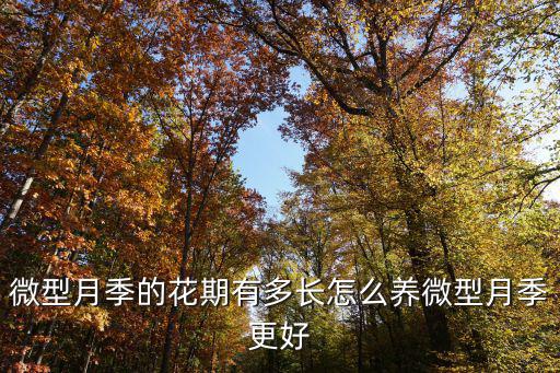 濰坊微型月季花要多少錢,微型月季的花期有多長