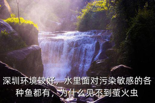深圳的河里魚有多少,深圳環境較好