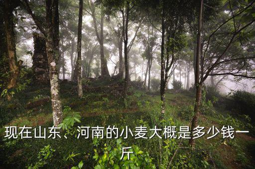 現在山東、河南的小麥大概是多少錢一斤