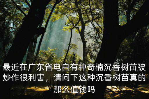 廣東茂名電白奇楠沉香一克多少錢,沉香多少錢一克