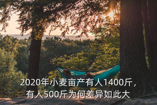 2020年山東小麥畝產(chǎn)多少斤,山東小麥進(jìn)入收割期