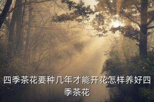 廣州哪里有種四季茶花,怎樣養(yǎng)好四季茶花