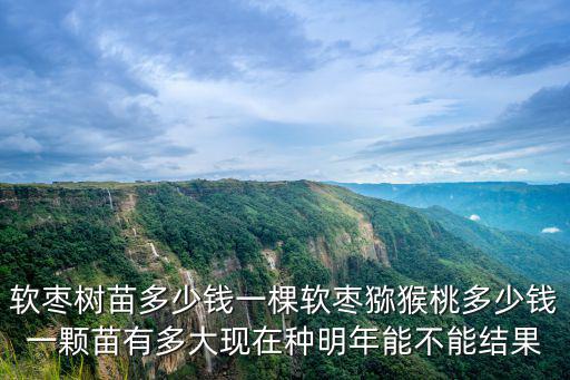 軟棗樹苗濰坊有賣的嗎多少錢一棵,軟棗樹苗多少錢一棵