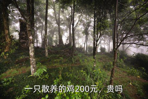 一只散養的雞200元，貴嗎