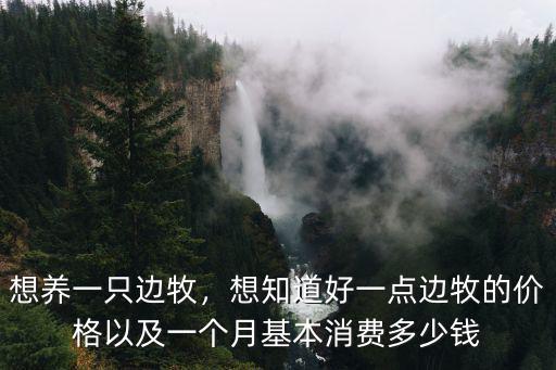 湖州邊牧賣多少錢一只,想養一只邊牧