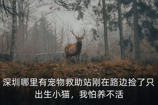 深圳在哪里可以撿貓咪呀,在哪里可以撿到貓咪