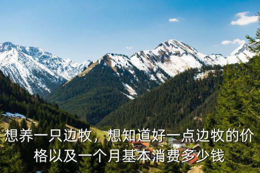 溫州邊牧價格是多少錢一只,買一只邊牧需要多少錢