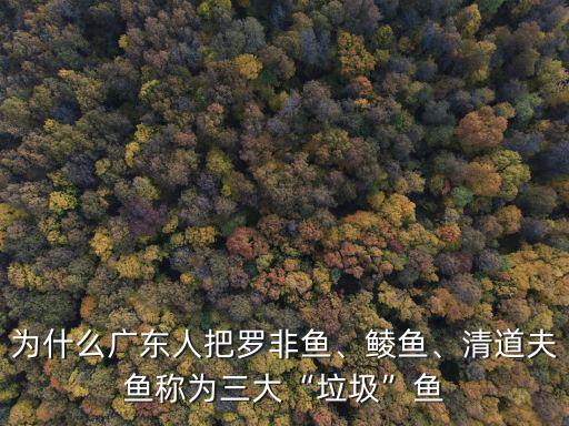 廣東哪里產羅非魚,為什么廣東人把羅非魚