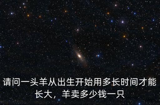 湖州老綿羊多少錢一只,羊苗多少錢一只