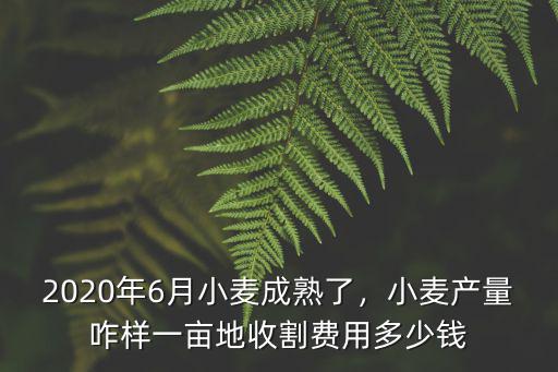 2020年6月小麥成熟了，小麥產(chǎn)量咋樣一畝地收割費(fèi)用多少錢(qián)
