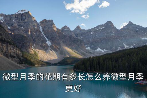 淄博微型月季花多少錢一株,微型月季的花期有多長