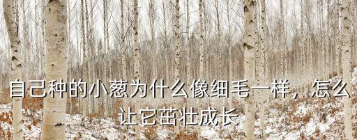 廣東是怎么種蔥的,種小蔥怎么蓋土