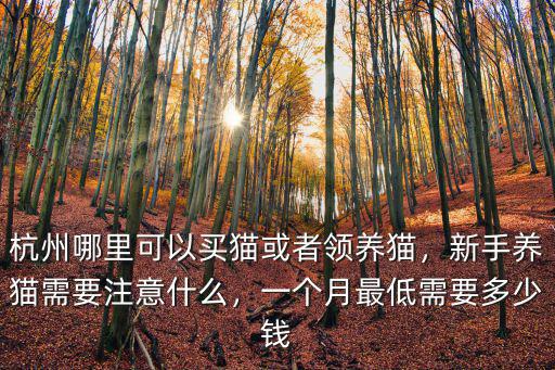 杭州孟買貓多少錢一只,杭州哪里可以買貓或者領(lǐng)養(yǎng)貓