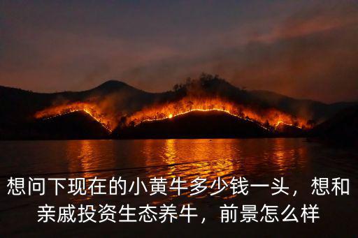 湛江市黃牛多少錢(qián)一頭牛,在農(nóng)村養(yǎng)一頭牛能賺多少錢(qián)