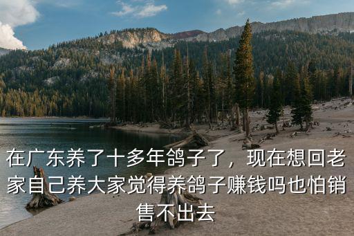 廣東養(yǎng)殖鴿子哪里好,在廣東養(yǎng)了十多年鴿子了