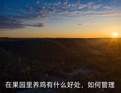 在果園里養雞有什么好處，如何管理