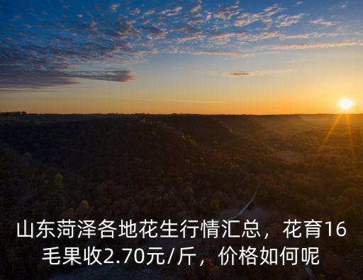 山東菏澤各地花生行情匯總，花育16毛果收2.70元/斤，價(jià)格如何呢