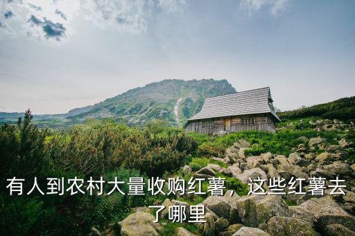 中山哪里有收紅薯,這些紅薯去了哪里