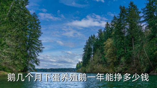 鵝幾個月下蛋養殖鵝一年能掙多少錢