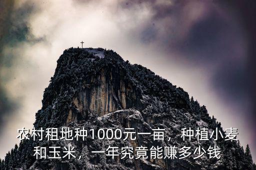 農村租地種1000元一畝，種植小麥和玉米，一年究竟能賺多少錢
