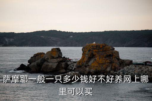 臨沂臨沭薩摩耶多少錢一只,薩摩耶一般一只多少錢