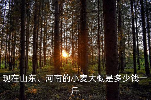現(xiàn)在山東、河南的小麥大概是多少錢一斤