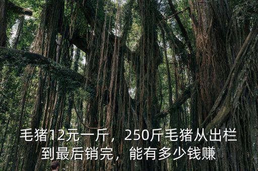紹興毛豬多少錢一斤,毛豬12元一斤