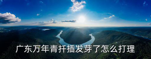 廣東萬年青扦插發芽了怎么打理