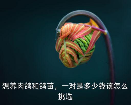 青島信鴿多少錢一對,觀賞鴿子通常多少錢一對