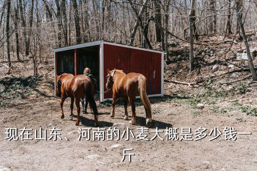 現(xiàn)在山東、河南的小麥大概是多少錢一斤