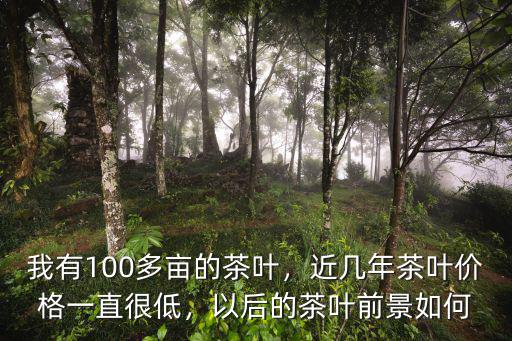 舟山的茶葉有多少畝,我有100多畝的茶葉