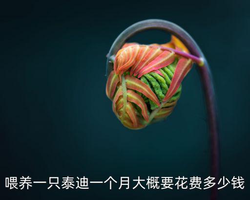 杭州泰迪犬一只大概多少錢,寵物狗泰迪多少錢一只