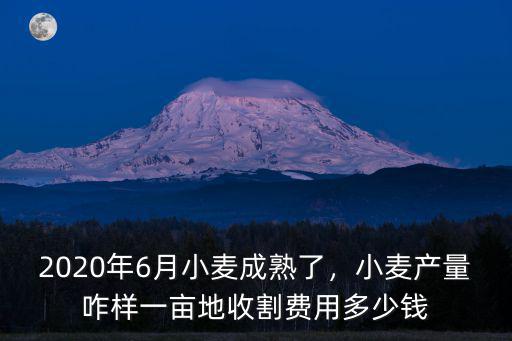 2020年6月小麥成熟了，小麥產量咋樣一畝地收割費用多少錢