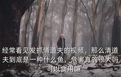 經常看見發抓清道夫的視頻，那么清道夫到底是一種什么魚，危害真的很大嗎，可以食用嘛