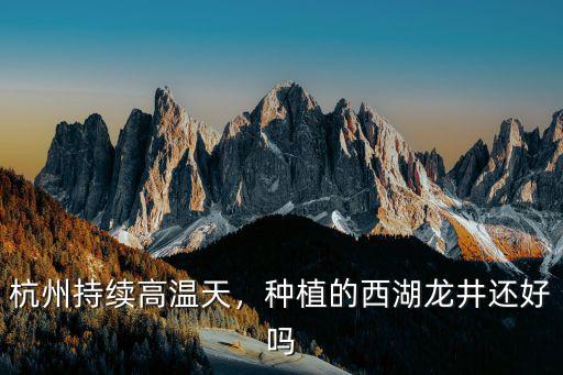 杭州持續(xù)高溫天，種植的西湖龍井還好嗎
