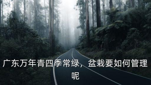 廣東萬年青四季常綠，盆栽要如何管理呢